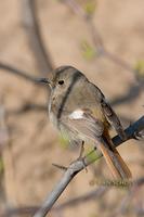 Daurian redstart C20D 03262.jpg