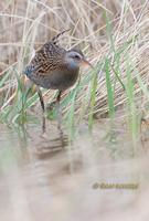 Waterrail C20D 02960.jpg