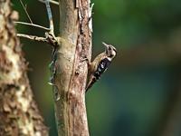 Name：	Gray-headed Pygmy Woodpecker