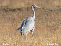 Brolga