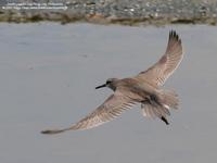 Gray-tailed Tattler Heterosceles brevipes