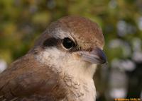 Pie-grièche            brune H1 (Lanius cristatus)