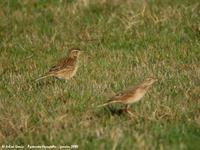 Pipits de Richard (Anthus richardi)