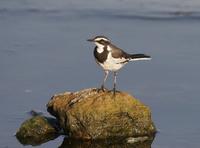 African Pied Wagtail (Motacilla aguimp)