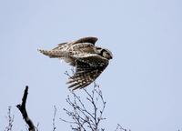 Northern Hawk Owl (Surnia ulula)