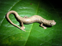 : Bolitoglossa colonnea