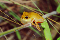 : Hypsiboas phaeopleura