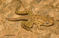 : Rana perezi; Iberian Green Frog