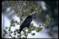 : Corvus corax; Common Raven