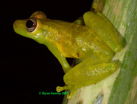 : Scinax cruentommus