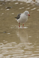 : Larus scoresbii; Dolphin Gull