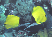 : Forcipiger longirostris; Long-nosed Butterfly Fish