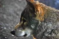 : Canis lupus signatus