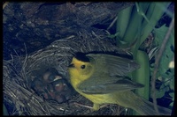 : Wilsonia pusilla; Wilson's Warbler