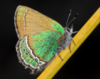 : Callophrys mcfarlandi; Sandia Hairstreak