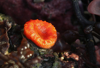 : Balanophyllia elegans; Orange Cup Coral