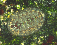 : Mopalia lignosa; Lined Chiton