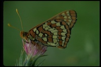 : Vanessa sp.; Lady Butterfly