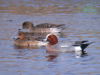 붉은머리오리 Anas penelope | Eurasian wigeon