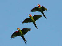 Red-masked Parakeet