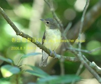 흰눈썹황금새Yellow-rumped Flycatcher