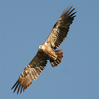 Steppe Eagle