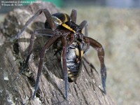 Moseedderkop (Dolomedes fimbriatus) Foto/billede af