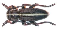 Dorcadion murrayi