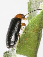 Luperus luperus