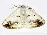 Lomographa temerata - Clouded Silver