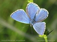 Polyommatus bellargus - Adonis Blue