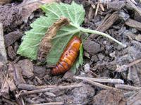 Agrotis exclamationis - Heart & Dart