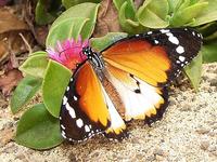 Danaus chrysippus - Plain Tiger