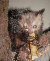 Aye-aye (Daubentonia madagascariensis)