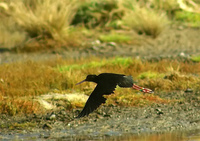 Black Stilt in flight. - Himantopus novaezelandiae