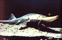 Scaphirhynchus albus, Pallid sturgeon: