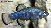 Cyprinodon nevadensis nevadensis, Amargosa pupfish: aquarium