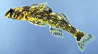 Etheostoma histrio, Harlequin darter: