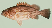 Epinephelus morrhua, Comet grouper: fisheries, gamefish