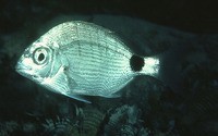 Diplodus capensis, Cape white seabream: fisheries, gamefish, bait