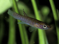 Aphyosemion abacinum, : aquarium