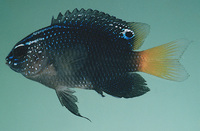 Pomacentrus taeniometopon, Brackish damsel: