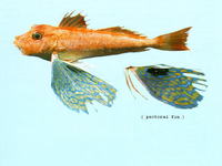 Lepidotrigla argus, Long-finned gurnard: