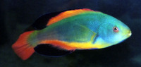 Cirrhilabrus scottorum, Scott's wrasse: aquarium