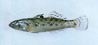 Awaous ocellaris, : fisheries