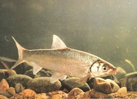 Distoechodon tumirostris, :