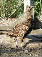 Temminck's Tragopan Tragopan temminckii