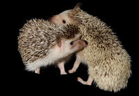 Image of: Atelerix albiventris (four-toed hedgehog)