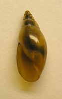 Aplexa hypnorum - Moss Bladder Snail