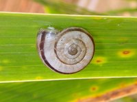 Xerolenta obvia - heath helicellid